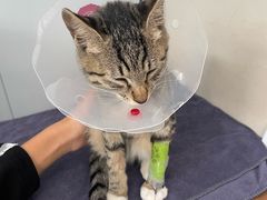 -伟伟宠物医院·瑞派猫友好医院·猫科(光谷店)