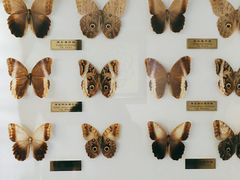 -上海昆虫博物馆