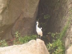 -洋山深水港