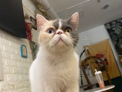 -平行世界·猫咖(首经贸店)