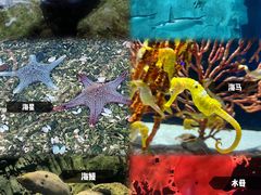 -珠海长隆海洋王国