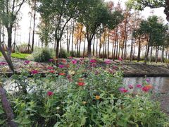 -上海长兴岛郊野公园