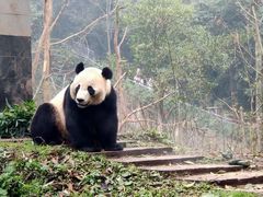 -中国大熊猫保护研究中心雅安碧峰峡基地