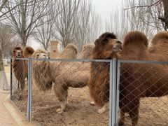 -长白岛森林公园