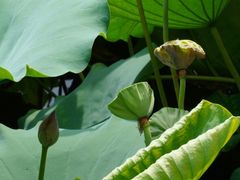 -荔湾湖公园