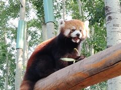 -北京野生动物园