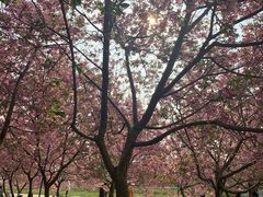 -天适樱花悠乐园