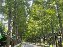 -黄海国家森林公园