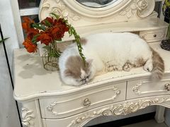 -共舞时光猫咖·狗咖(新街口店)