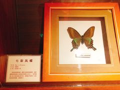 -上海大自然野生昆虫馆(东方明珠·爬宠昆虫探索中心)