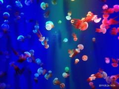 -成都浩海立方海洋公园