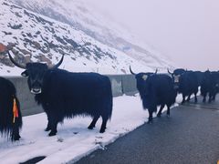 -贡嘎雪山