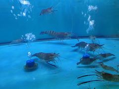 -粮心小农·大头虾亲子生态园(长发店)