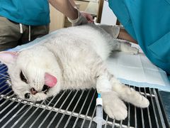 -宠颐生宠物医院外科·内科·皮肤科·影像科(石龙店)