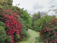 -张坝桂圆林公园