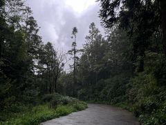 -武陵山森林公园