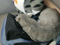 -喵园·猫主题咖啡厅·撸猫·猫咖(国贸店)