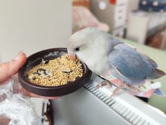 -北京观赏动物医院·24小时大型综合·猫专科·异宠专科