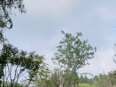 -东平国家森林公园