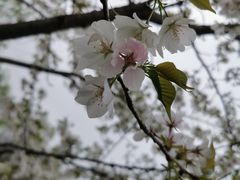 -周浦花海-停车场