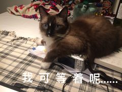 -芭比堂动物医院·犬猫全科·异宠专科(雁塔分院)
