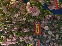 -青果巷历史文化街区