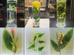 -广东中医药博物馆