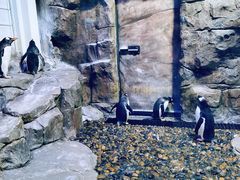 -迪拜水族馆及水下动物园