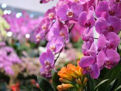 -双季花艺园艺市场(浦东店)