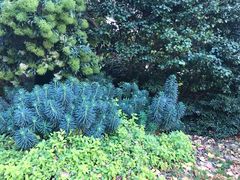 -墨尔本皇家植物园