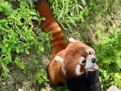 -灵玲国际马戏城