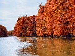-上海海湾国家森林公园