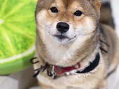 -柴务处·柴犬主题狗咖