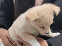 -A猫a狗全科·犬猫异宠·芥西宠物医院(南开总院)