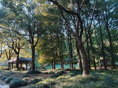 -上海滨江森林公园