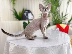 -山宅一喵德文卷毛猫舍