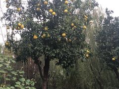 -上海东方佘山翰悦阁酒店·Vie全日制餐厅