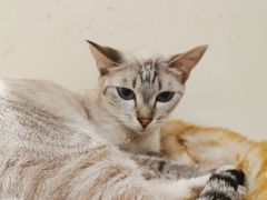 -藏猫猫咖啡主题馆(中央大道店)