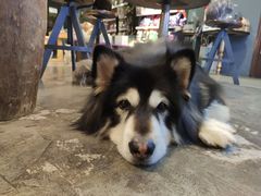 -more than meow吴止猫主题餐厅(承德 中船汇店)