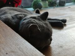 -猫小院猫主题咖啡厅(北锣店)