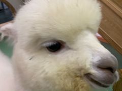 -藦茜花园宠物主题亲子互动体验馆(国顺东路店)