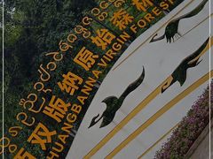 -西双版纳原始森林公园