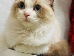 -lincat·猫舍(广州店)