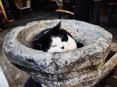 -喵屿·大理花园猫咖