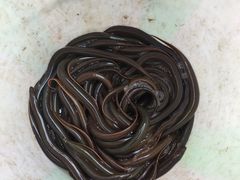 -盘龙黄鳝(盘龙居店)