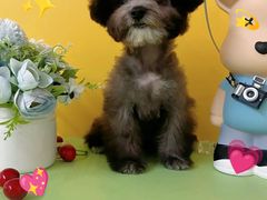 -翊宠yipet猫狗购宠庄园犬舍•猫舍