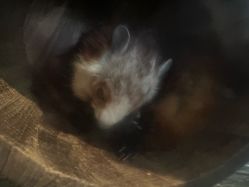 -Zoolung Zoolung动物主题公园(海信广场店)