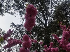 -香山公园