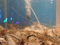 -钳真多钓虾馆·小龙虾海鲜烧烤(九六广场店)