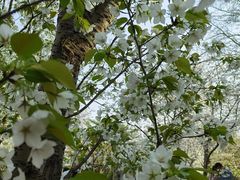 -上海共青森林公园